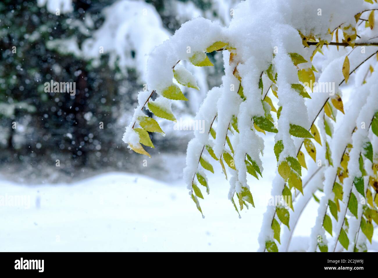 autumn leaves on a branch covered with the first snow Stock Photo - Alamy
