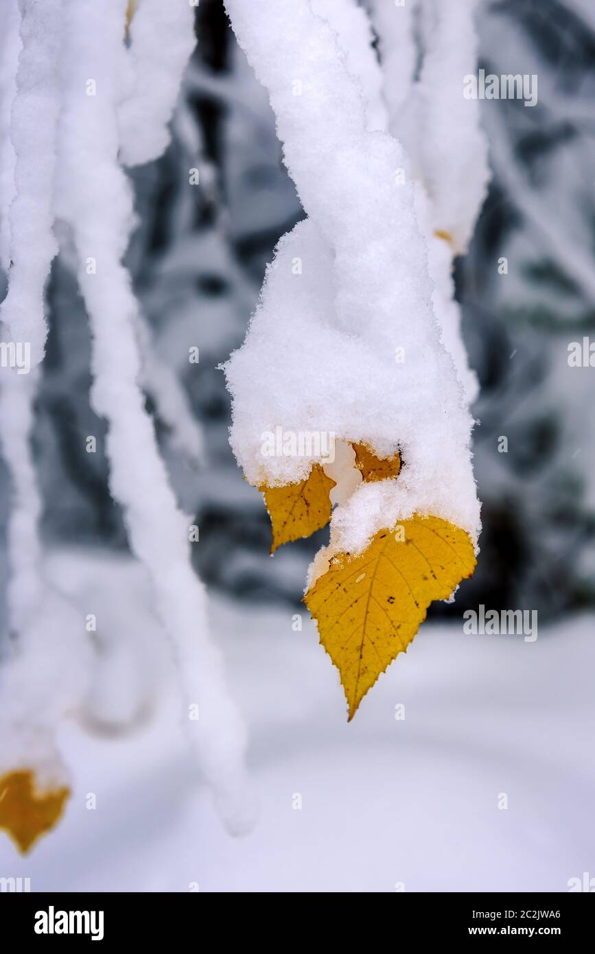 autumn leaves on a branch covered with the first snow Stock Photo - Alamy