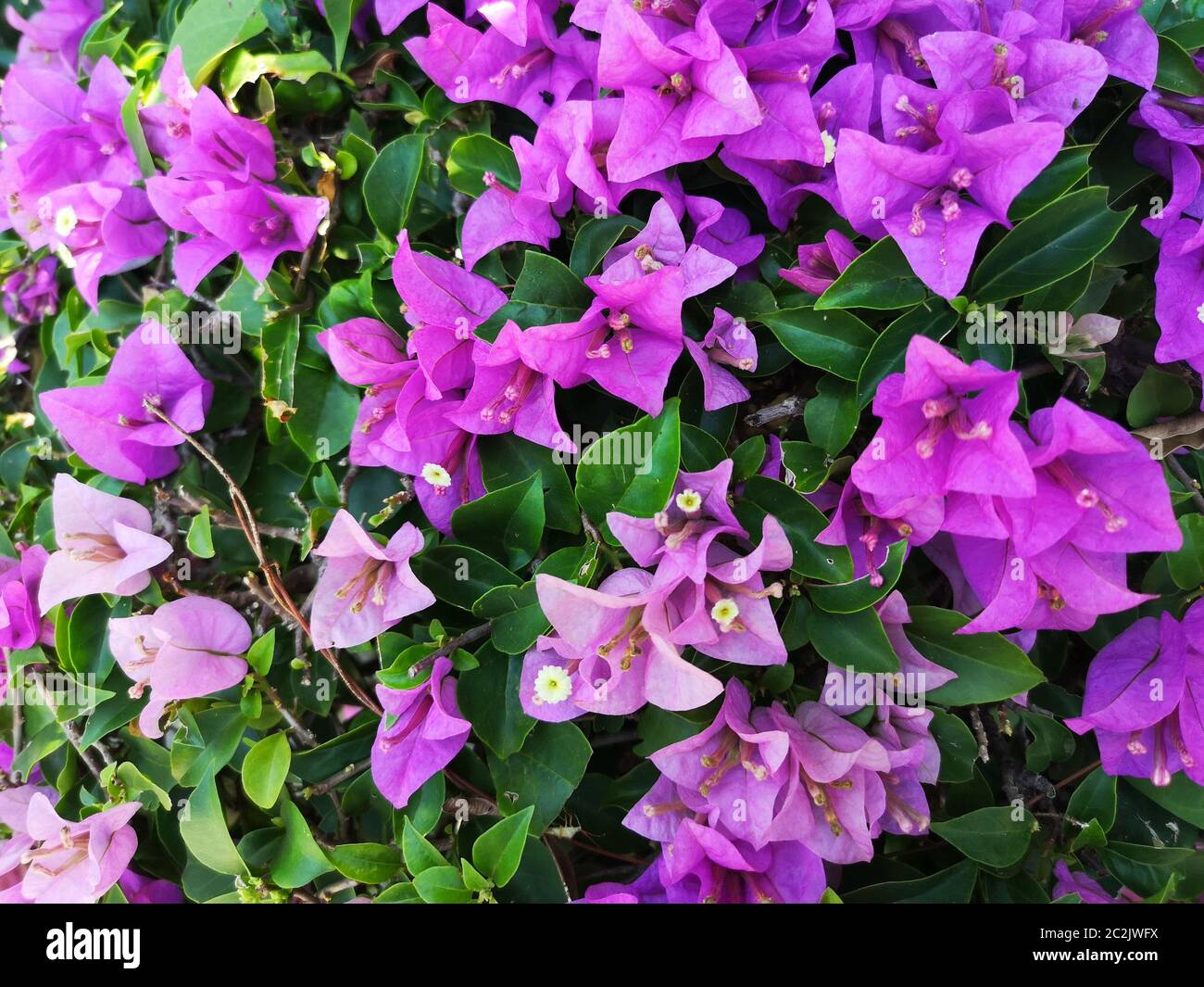 Set for purple flower in backyard. Flowering plants for decorating