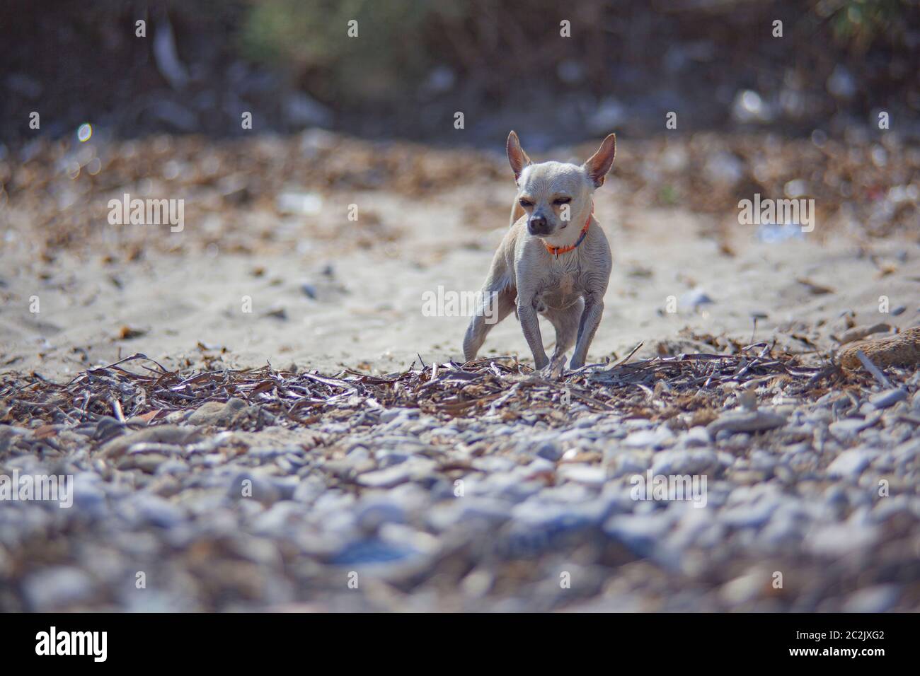 Chihuahua dog at the beach during a vacation Stock Photo Alamy