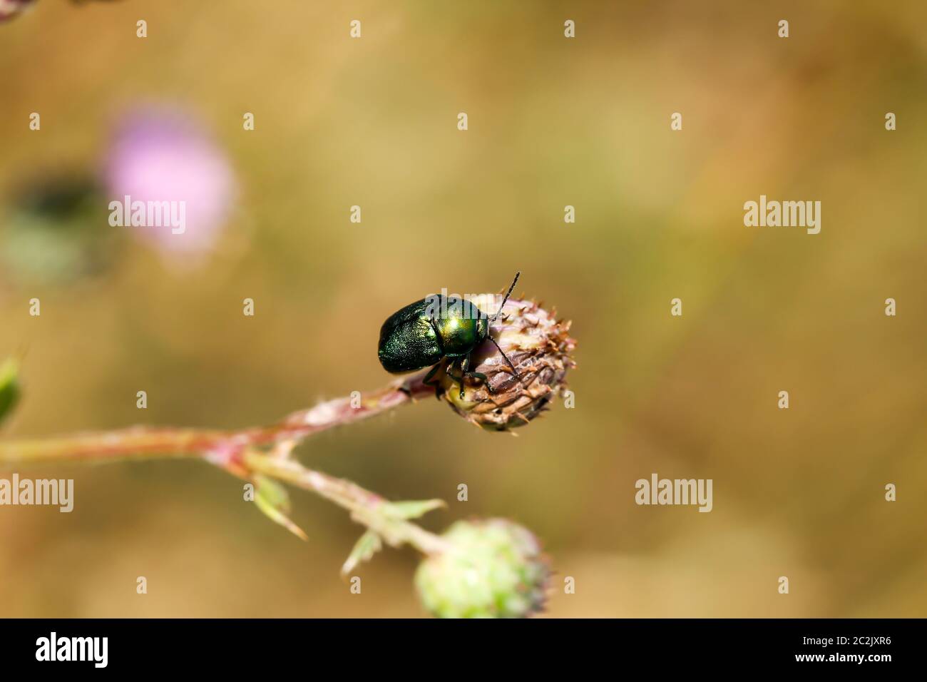 a greenish beetle is sitting on a plant Stock Photo - Alamy