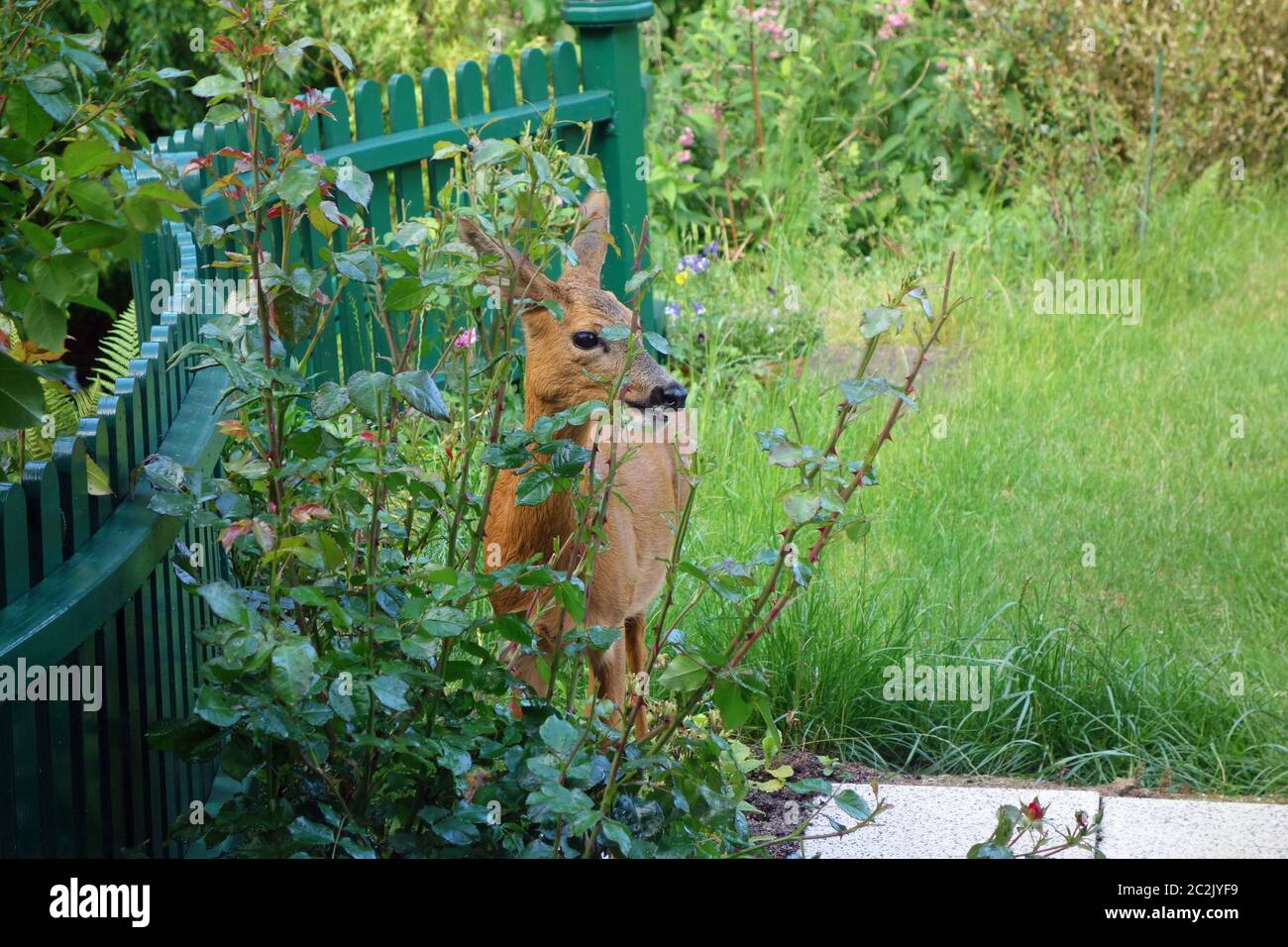 roe in the garden Stock Photo
