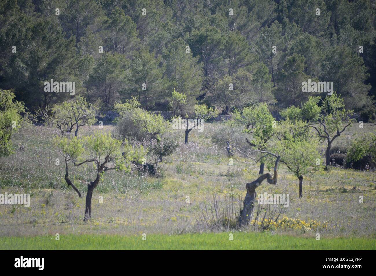 the landscape on the balearic island Malloca, Spain Stock Photo