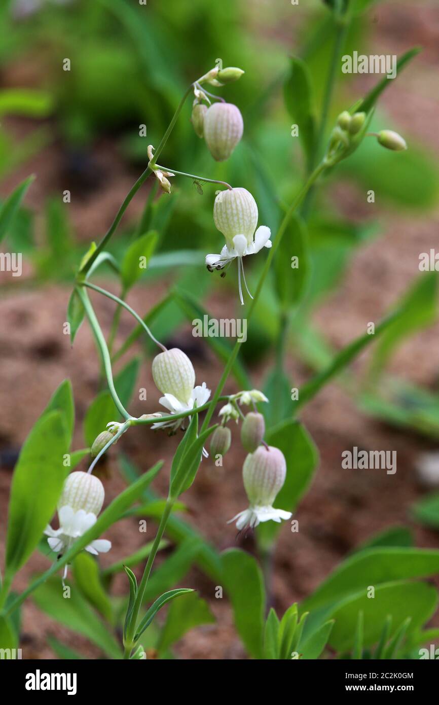 Cone-sweetleed herb Silene conica Stock Photo
