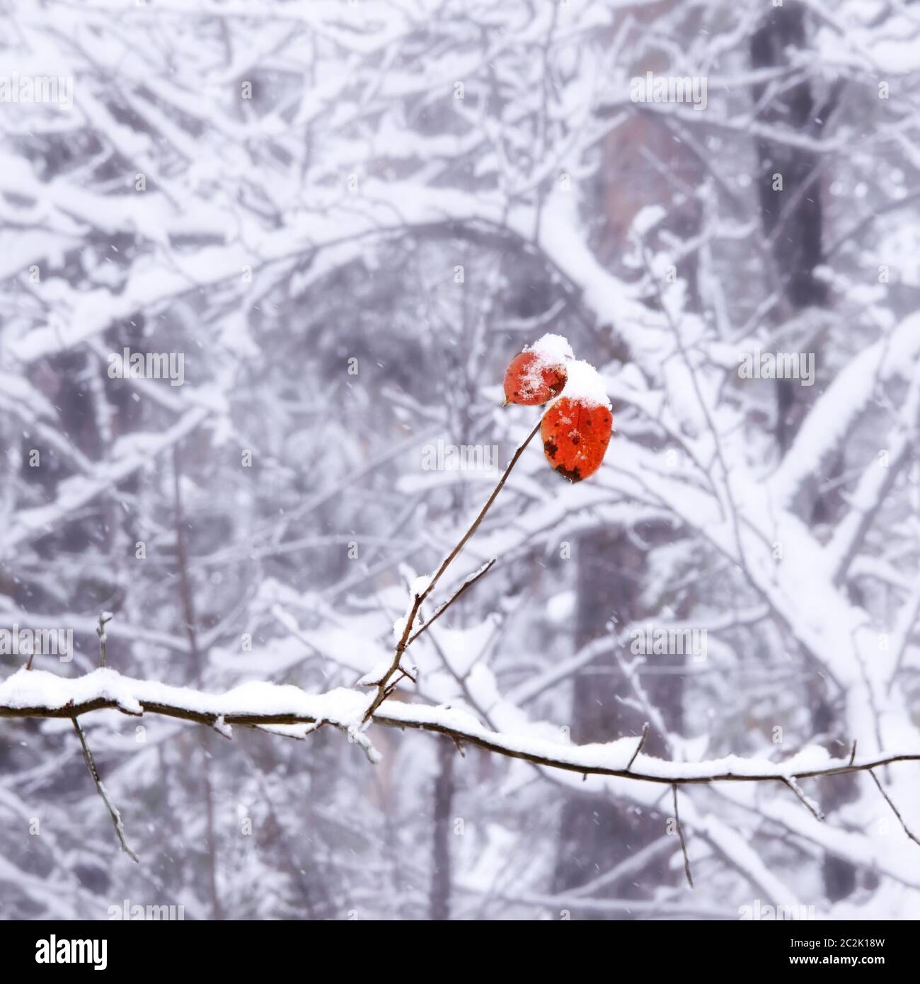 two single orange leaves on a snowy branch against a white snowy forest Stock Photo