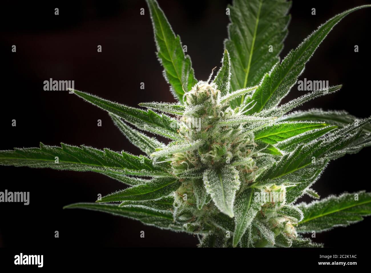 A close-up of flowering cannabis buds before harvest, macro shot on a black bakground Stock Photo