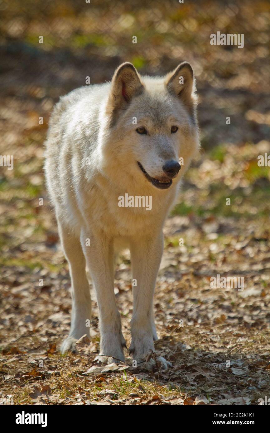 Arctic wolf (Canis lupus arctos Stock Photo - Alamy