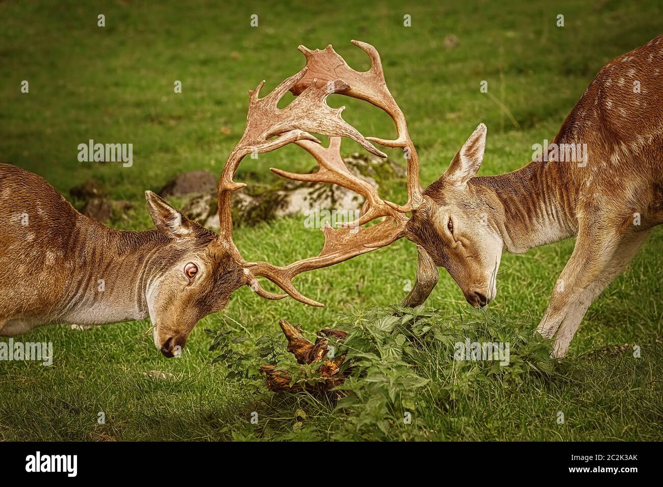 Spotted deer axis axis fight hires stock photography and images Alamy