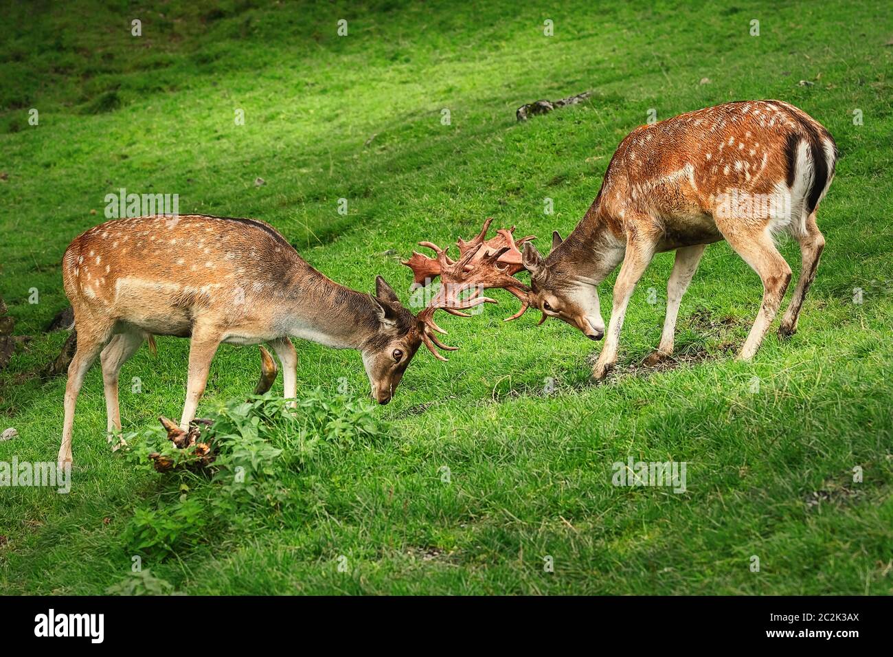 Spotted deer axis axis fight hires stock photography and images Alamy