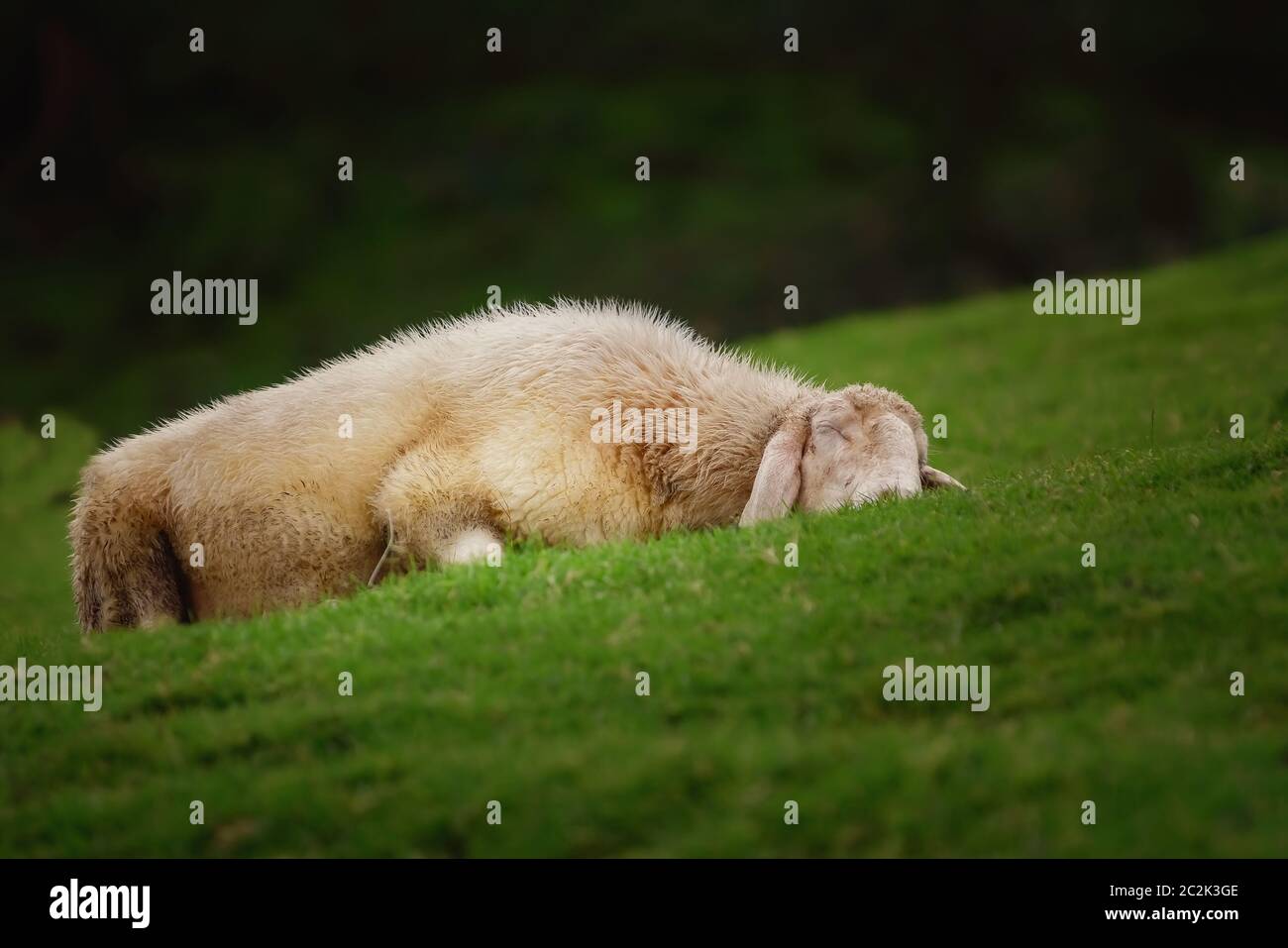 White Sheep Sleeping on the Slope of a Hill Stock Photo