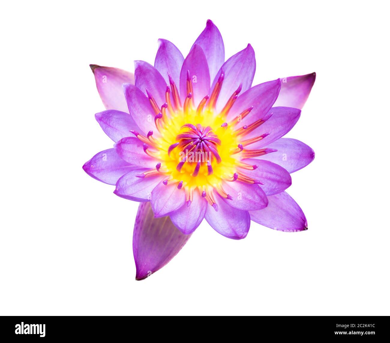 Lily Pad On White Hi Res Stock Photography And Images Page 6 Alamy