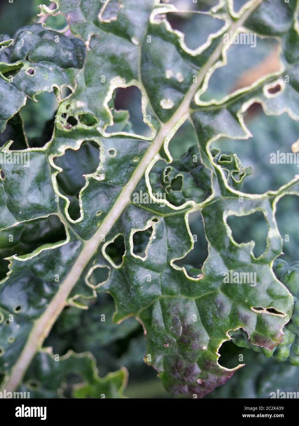 close up of late autumn kale growing with holes caused by garden pests