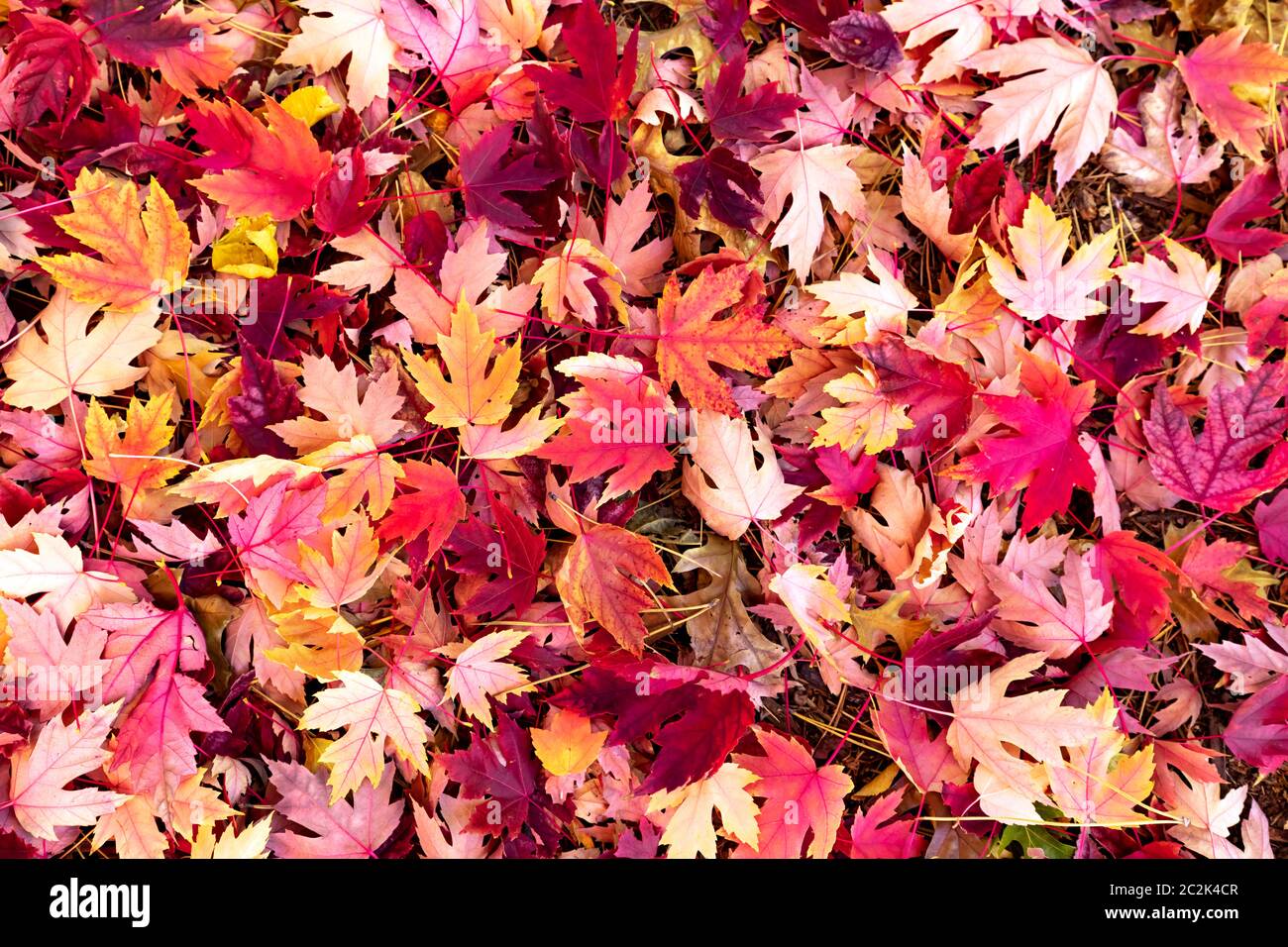 Leaves of colors hi-res stock photography and images - Alamy