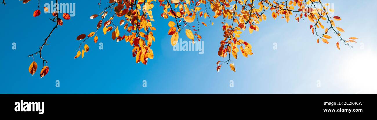 Multi colored autumn leaves on blue sky background Stock Photo