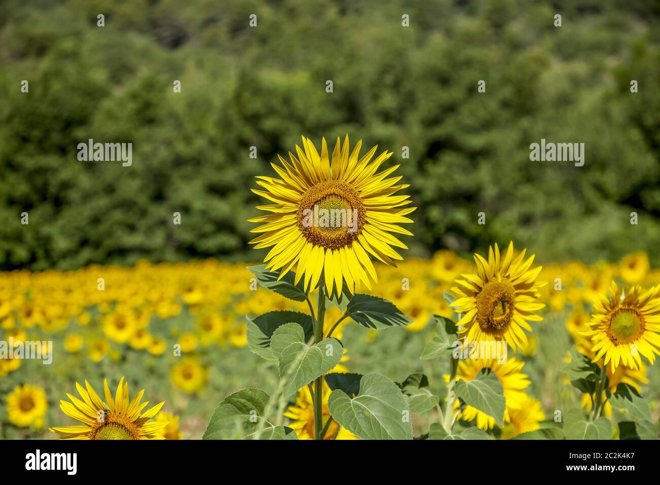 Beautiful yellow sunflowers in full bloom on a sunny day in the south ...