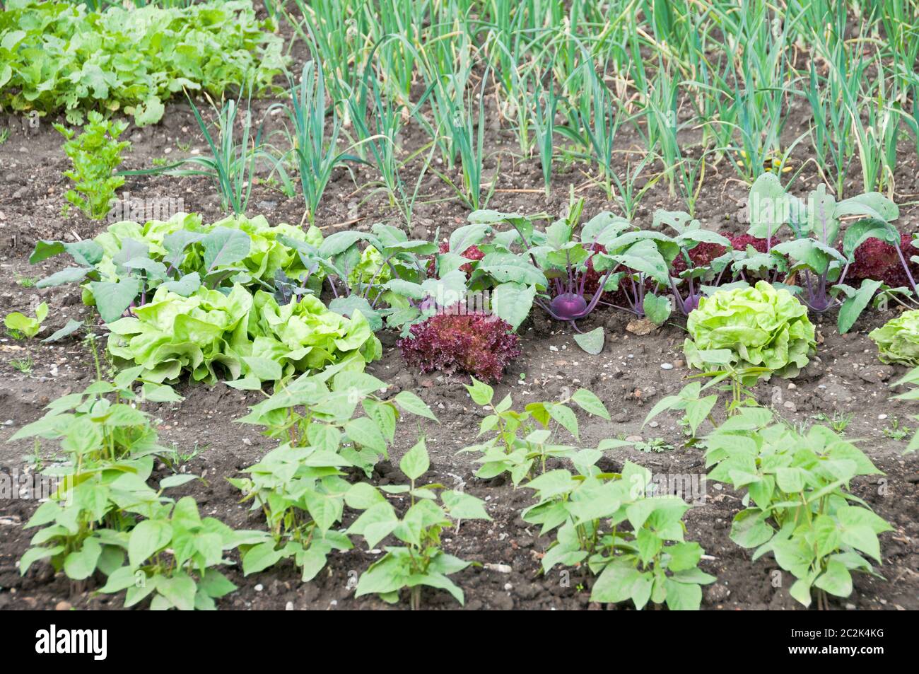 Fresh young string bean plants,lettuce and kohlrabi plants on a