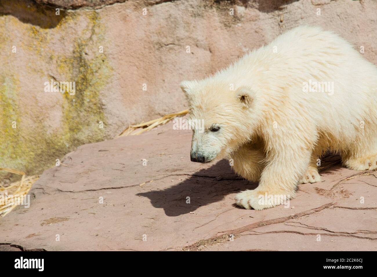 Young polar bear (Ursus maritimus) Stock Photo