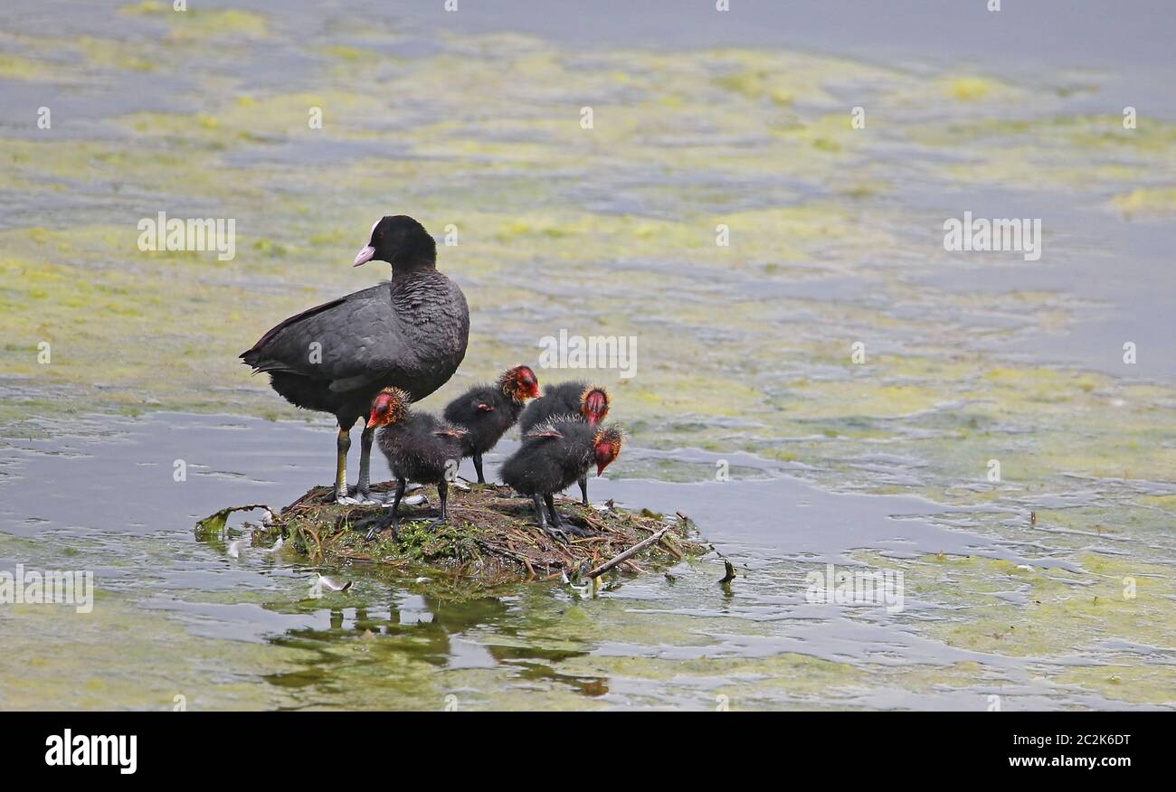 Blessralle Fulica atra with four chicks in the Weingartener Moor near Karlsruhe Stock Photo