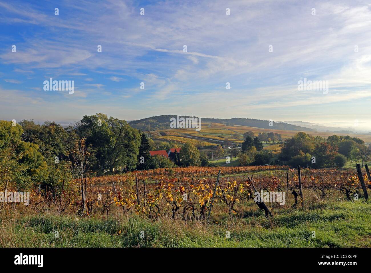 Vineyards between Malschenberg and Rauenberg in the western Kraichgau Stock Photo