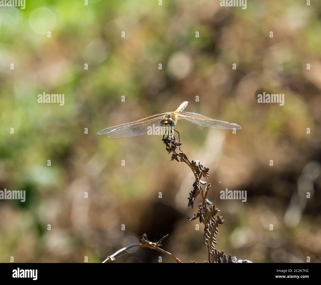 Female Skimmer dragonfly in Andalucia. Stock Photo