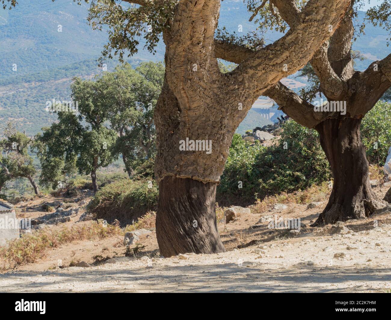 Cork Oak tree in Andalucia in Spain Stock Photo Alamy