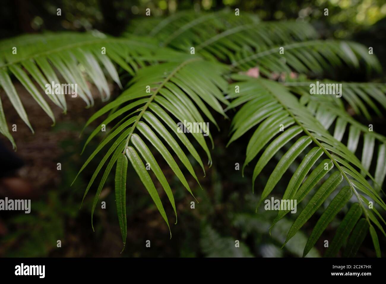 Leaves of an unidentified palm species in submontane rainforest ecosystem, seen during a rainforest excursion in Mount Gede Pangrango National Park. Stock Photo