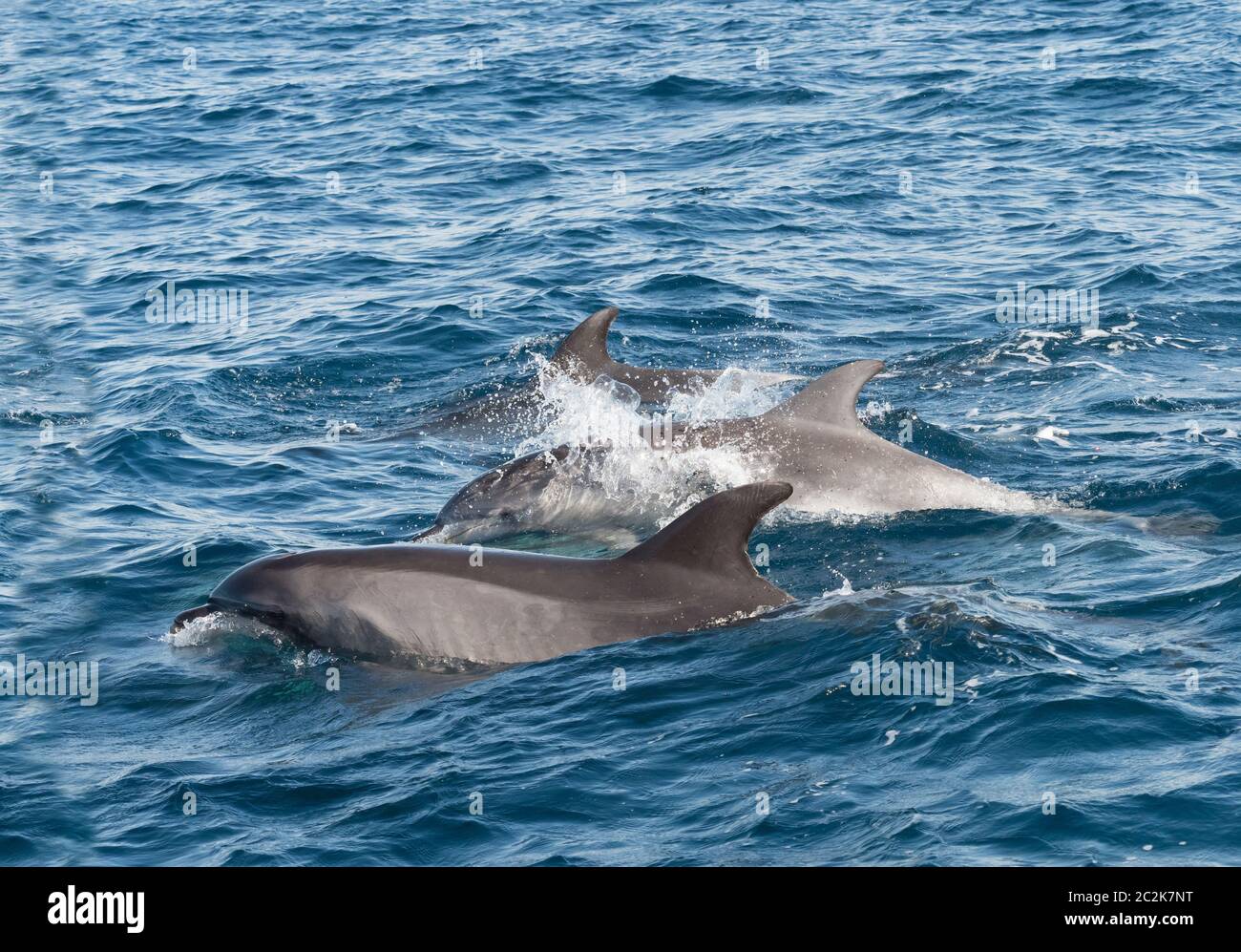 Bottlenose Dolphins in The Straits of Gibraltar Stock Photo