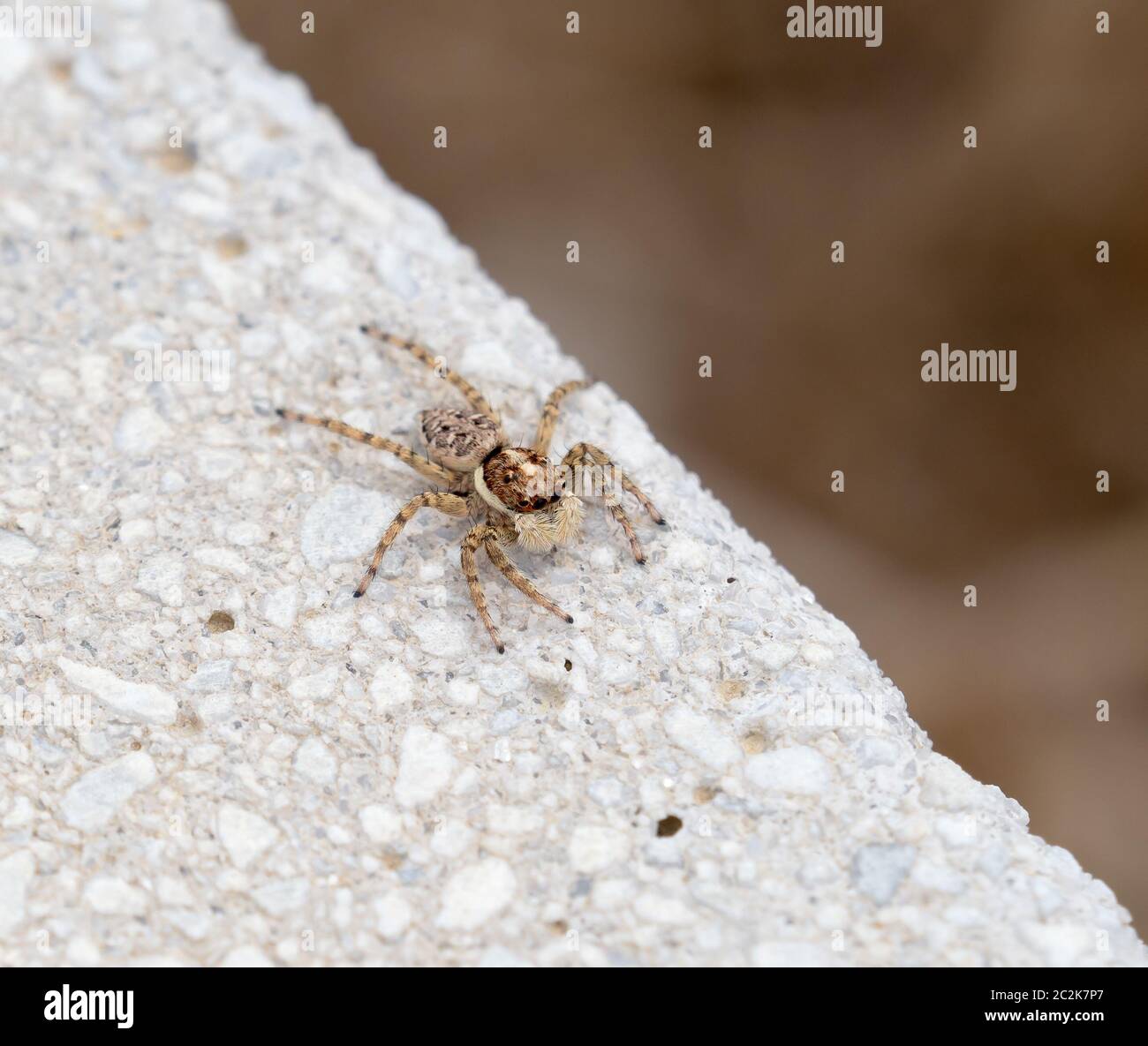 Female Menemerus semilimbatus jumping spider in Andalucia. Stock Photo