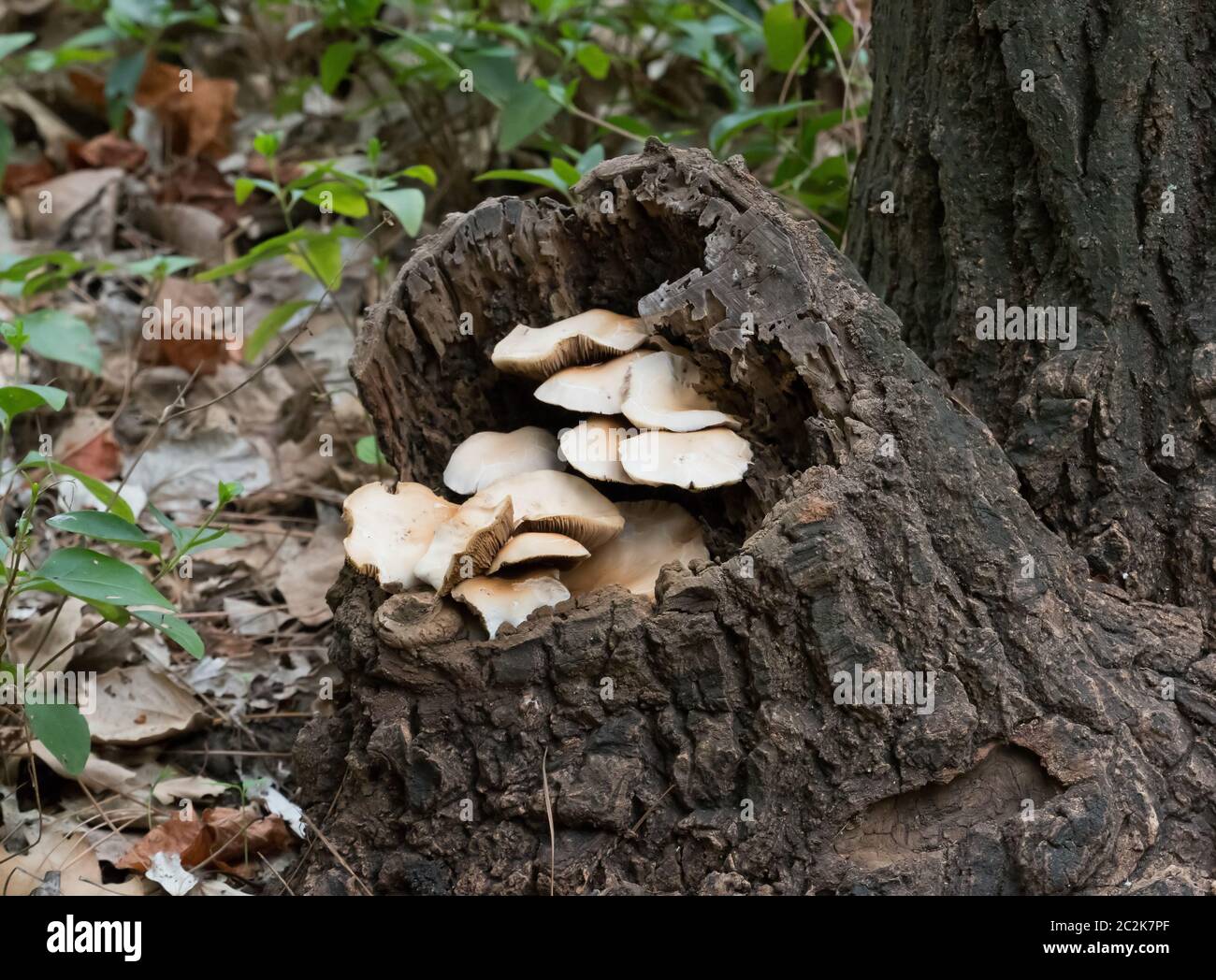 Fungi in tree stump in ancient Cork Oak forest in Andalucia, Spain. Stock Photo
