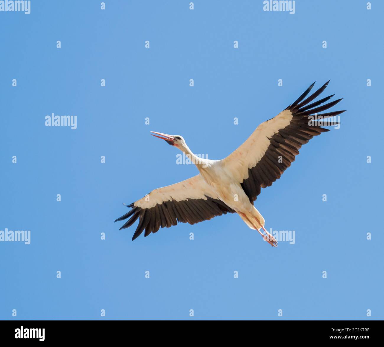 White Stork flying South during Autumn or Fall migration across The Straits of Gibraltar. Stock Photo