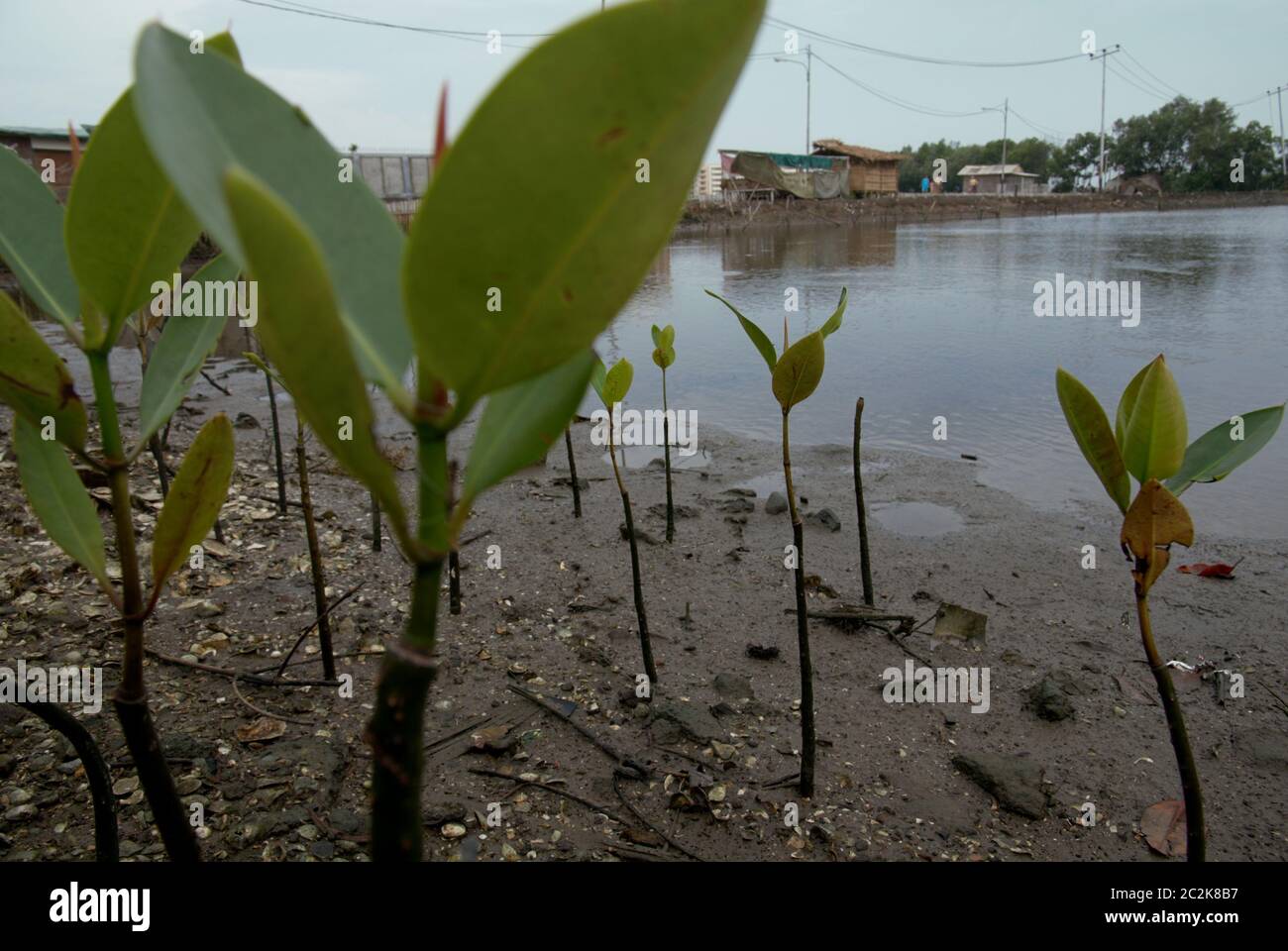 Marunda Tree Marunda village hi-res stock photography and images - Alamy