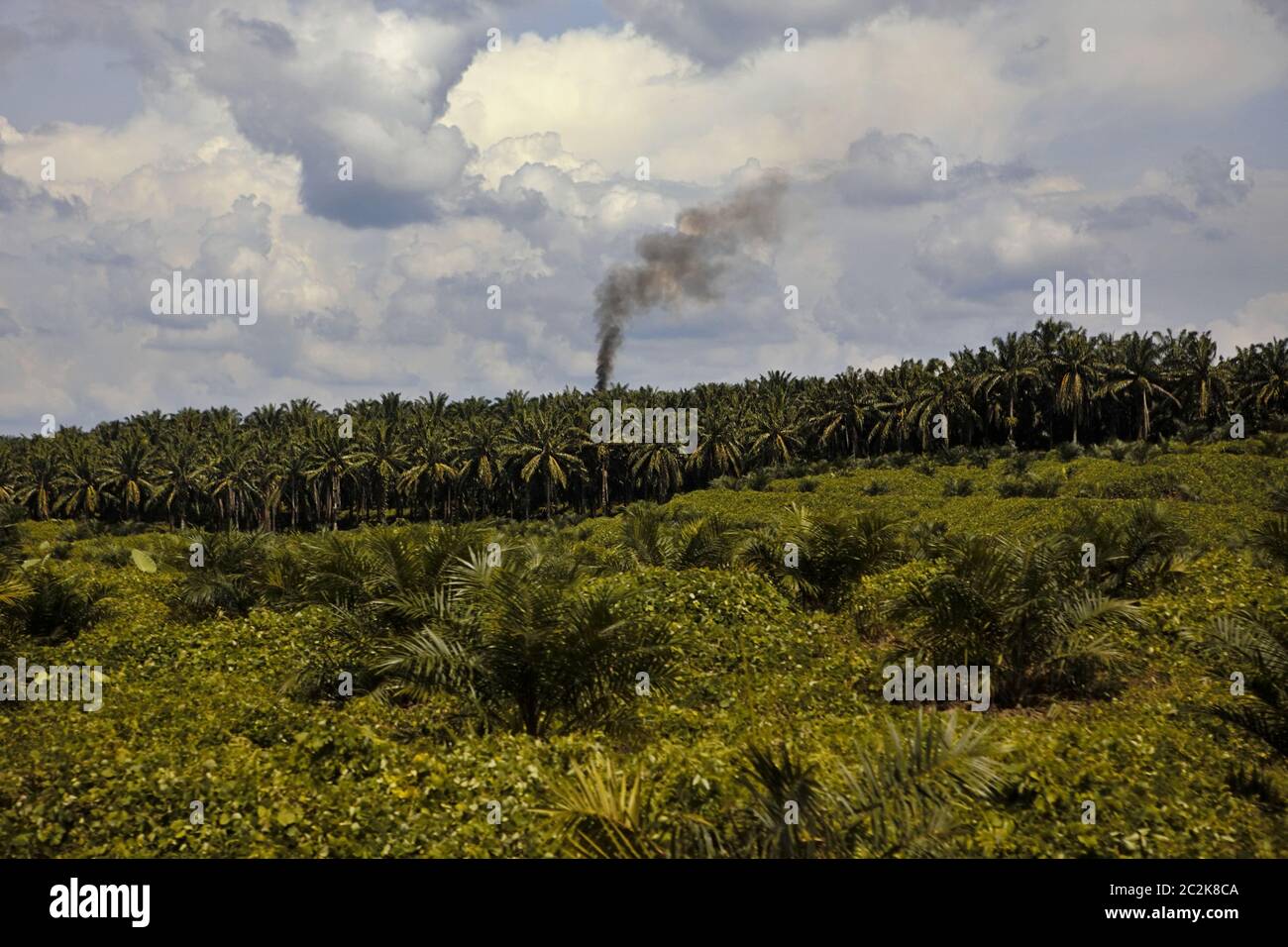 A palm oil plantation and extraction mill in North Sumatra province, Indonesia. © Reynold Sumayku Stock Photo