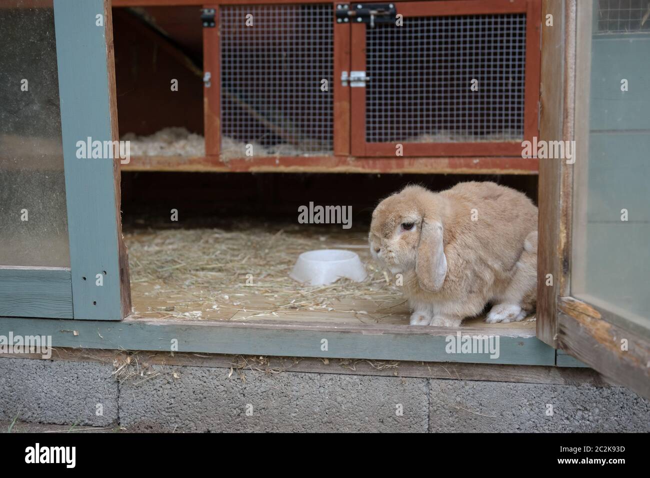 Small light brown, beige or sandy dwarf netherlands lop ear pet rabbit looks out from hutch within a shed. Teal and orange color scheme. Rabbit hutch. Stock Photo