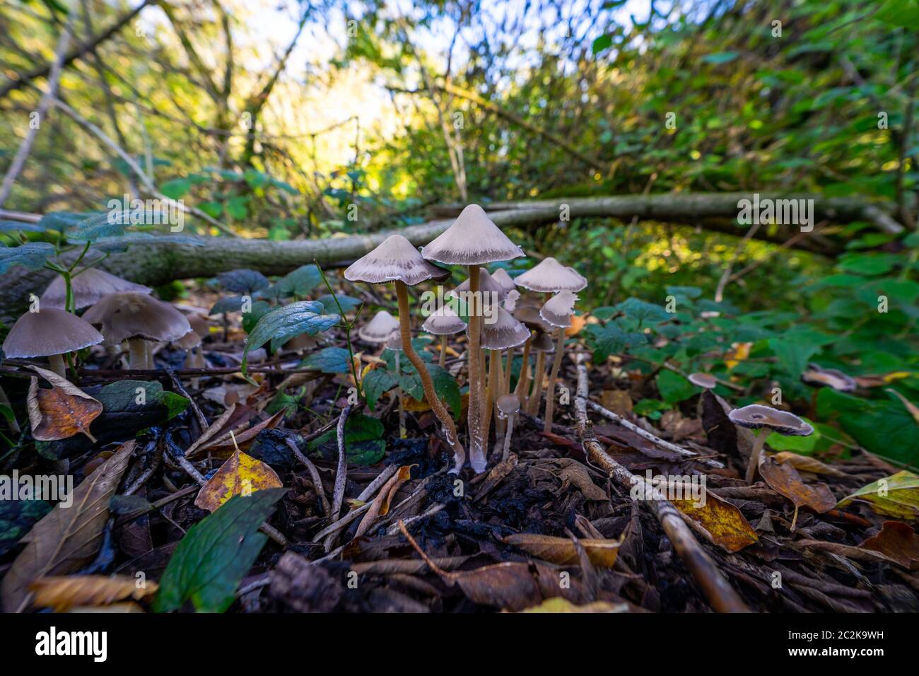 Inedible mushroom Psathyrella conopilus close-up. Stock Photo