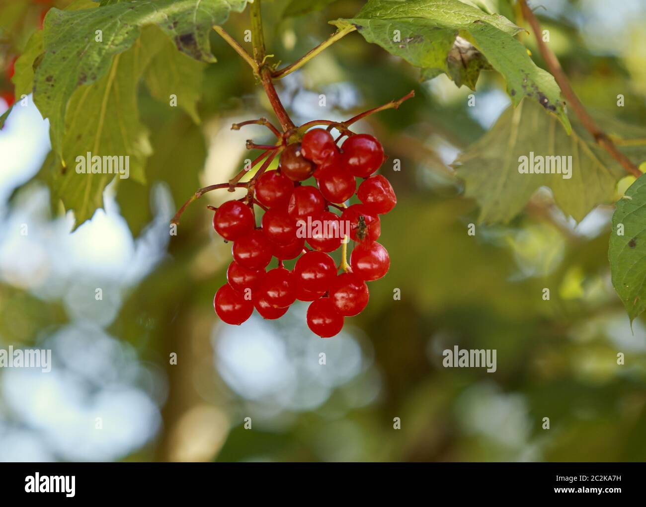 Common viburnum (Viburnum opulus). Berry fruits not edible Stock Photo