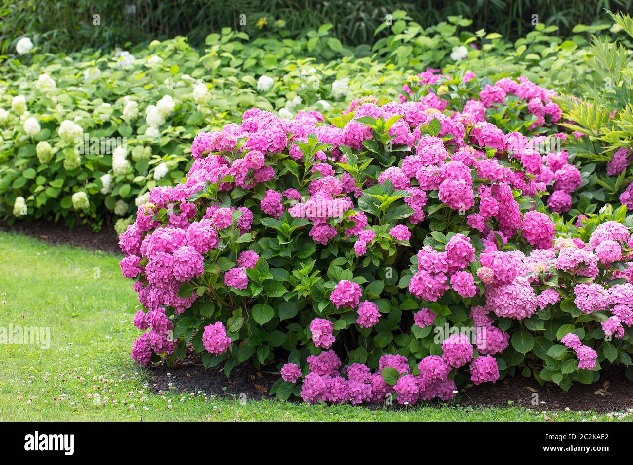 Great bush of pink flower hydrangea blooming in the garden Stock Photo ...