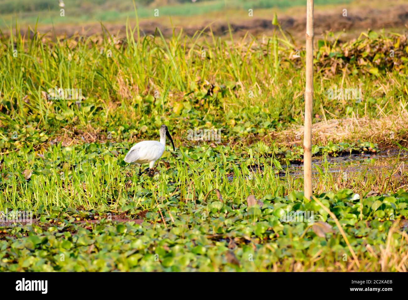 Flock of Little Egret (Egretta garzetta) Small snow white heron spotted in Neora Valley National Park West Bengal India. A species of heron family Ard Stock Photo
