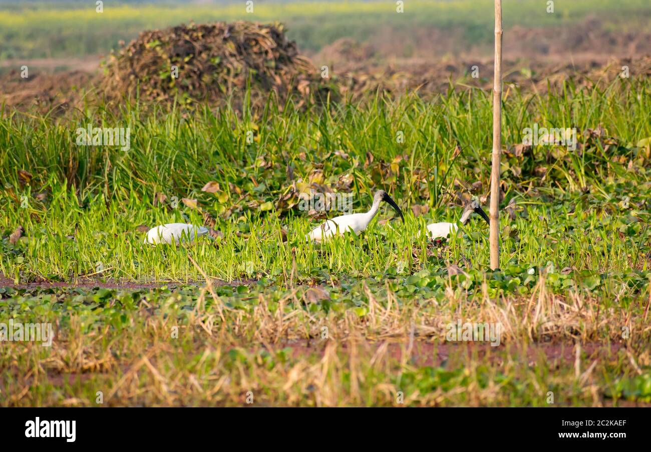 Flock of Little Egret (Egretta garzetta) Small snow white heron spotted in Neora Valley National Park West Bengal India. A species of heron family Ard Stock Photo