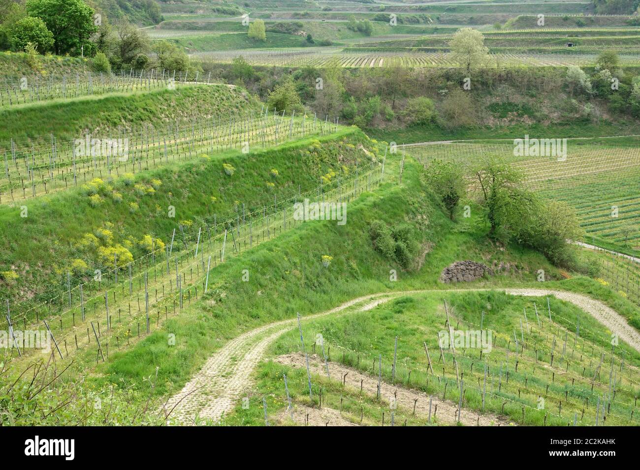 Viticulture on small terraces between Bickensohl and Achkarren in the Kaiserstuhl Stock Photo