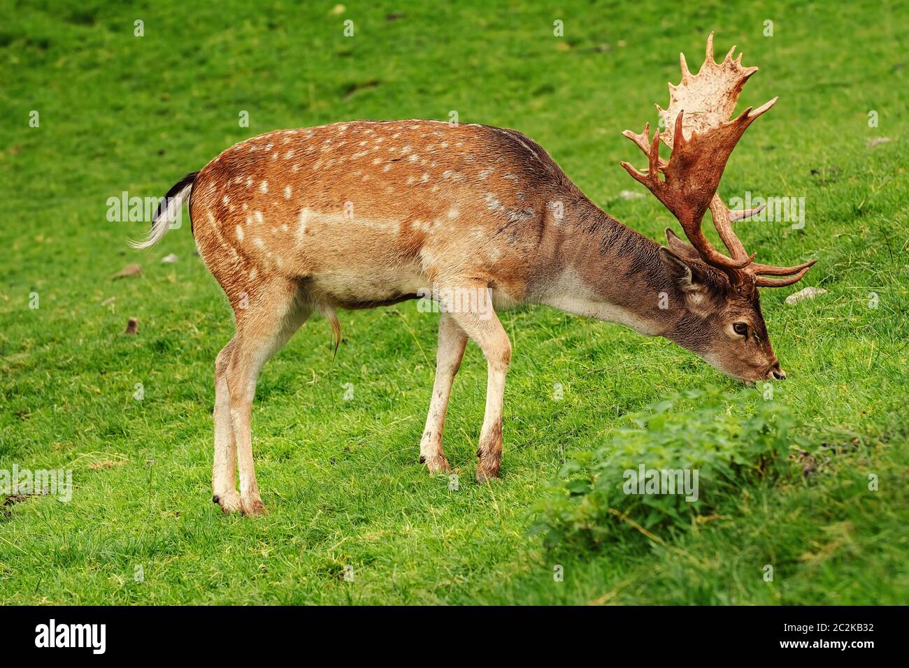 Deer Grazing on the Grass Stock Photo