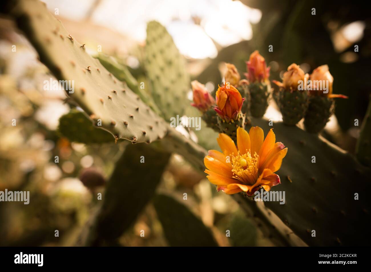 Opuntia cactus with blooming orange flowers. Stock Photo