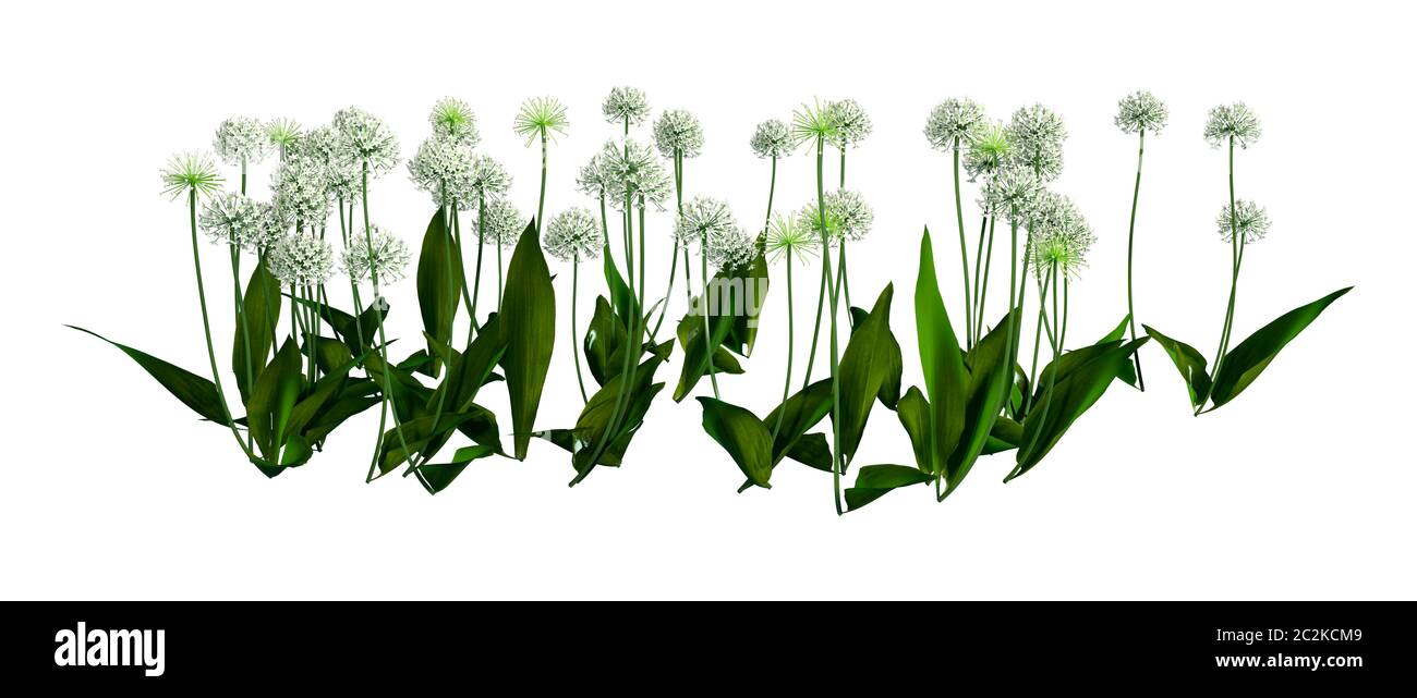 3D illustration of wild garlic plants or Allium ursinum isolated on white background Stock Photo