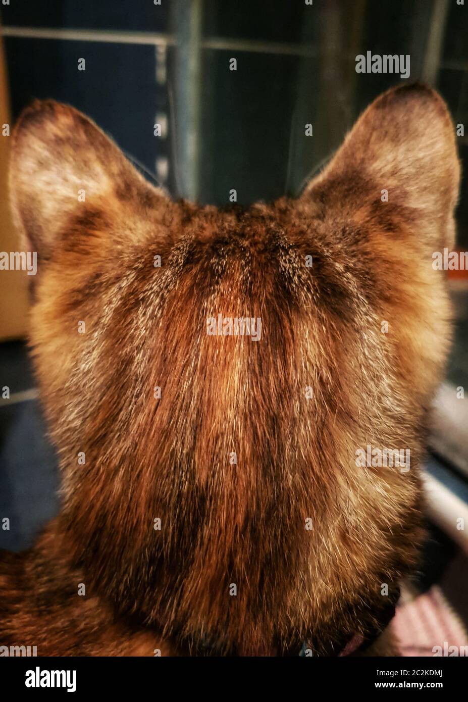Back of cat head hires stock photography and images Alamy