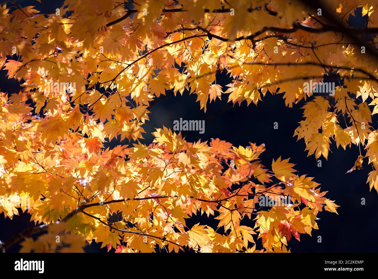 Red leave of maple tree for autumn fall background Stock Photo - Alamy