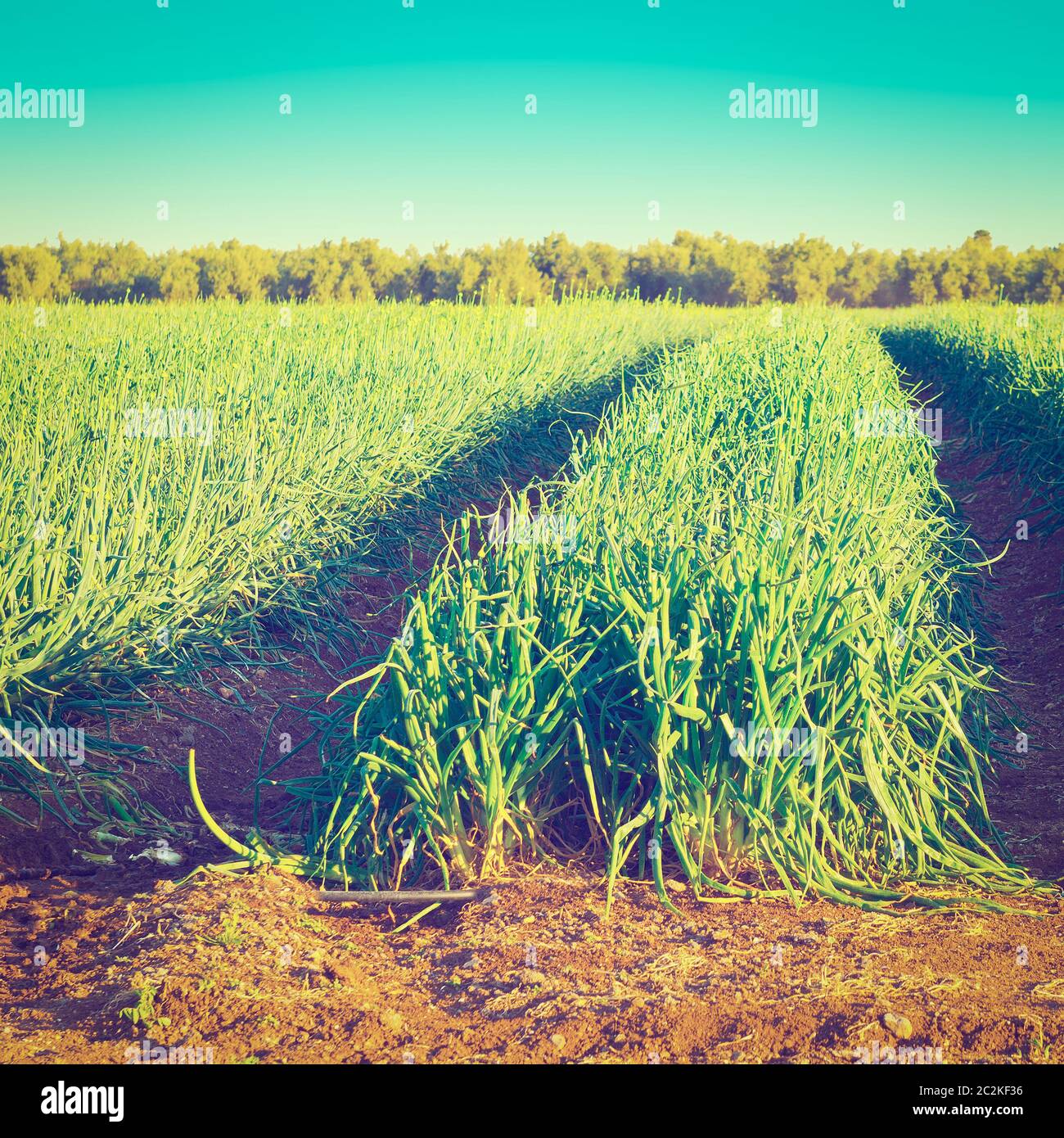 Onion field square hi-res stock photography and images - Alamy
