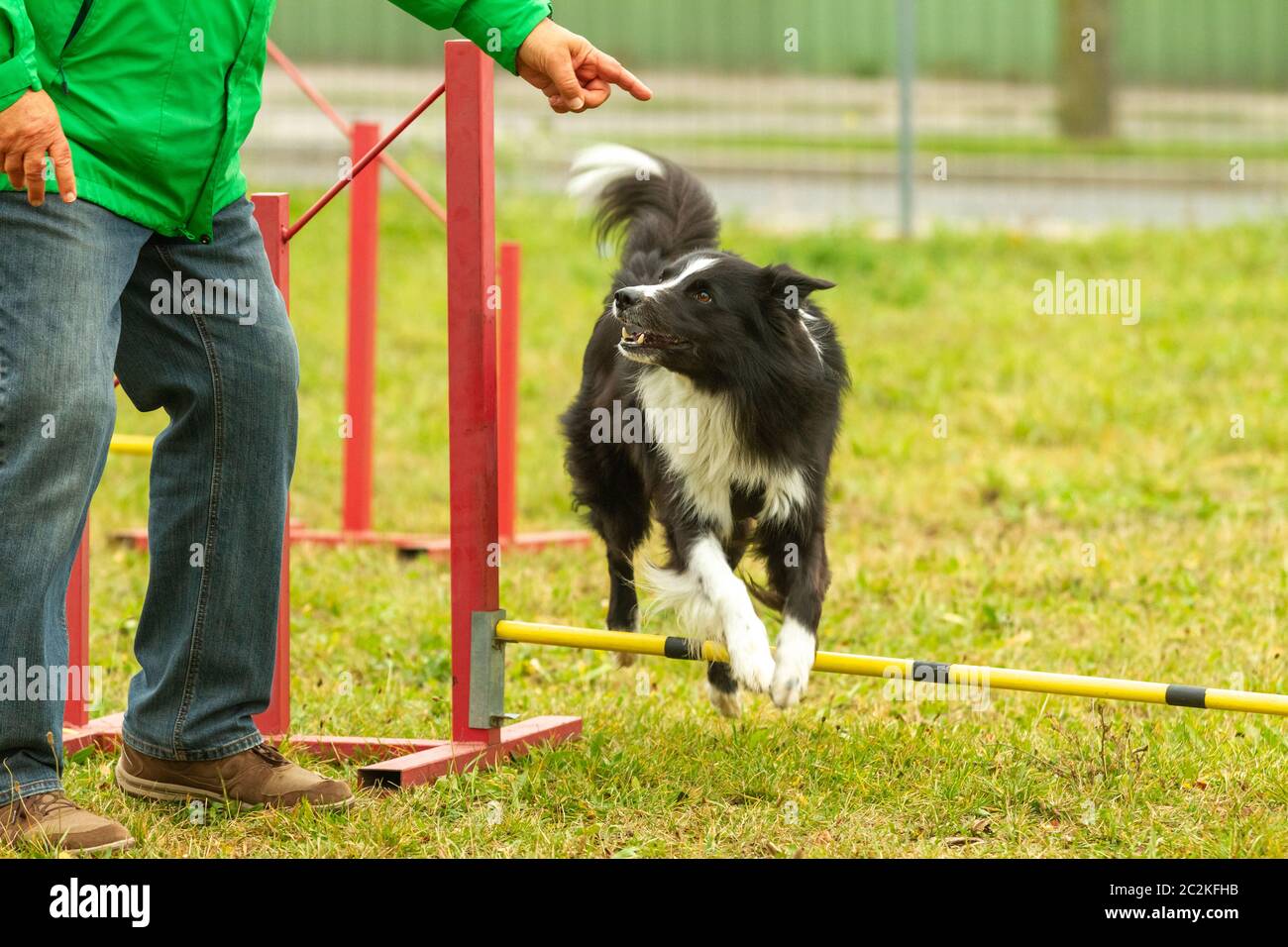 A young border collie dog learns skills in agility training Stock Photo