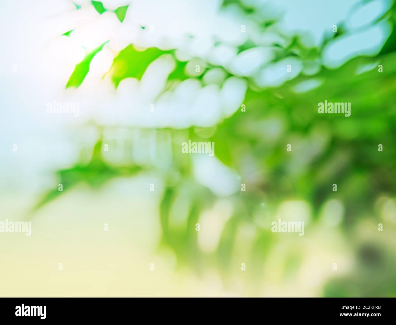 Tropical summer background with palm leaves Stock Photo