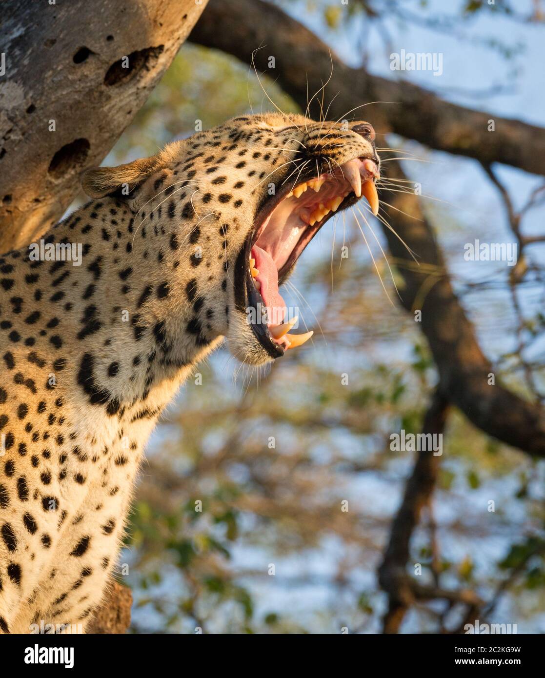 Vertical portrait of male leopard yawning showing teeth in golden sunset light in Kruger Park South Africa Stock Photo
