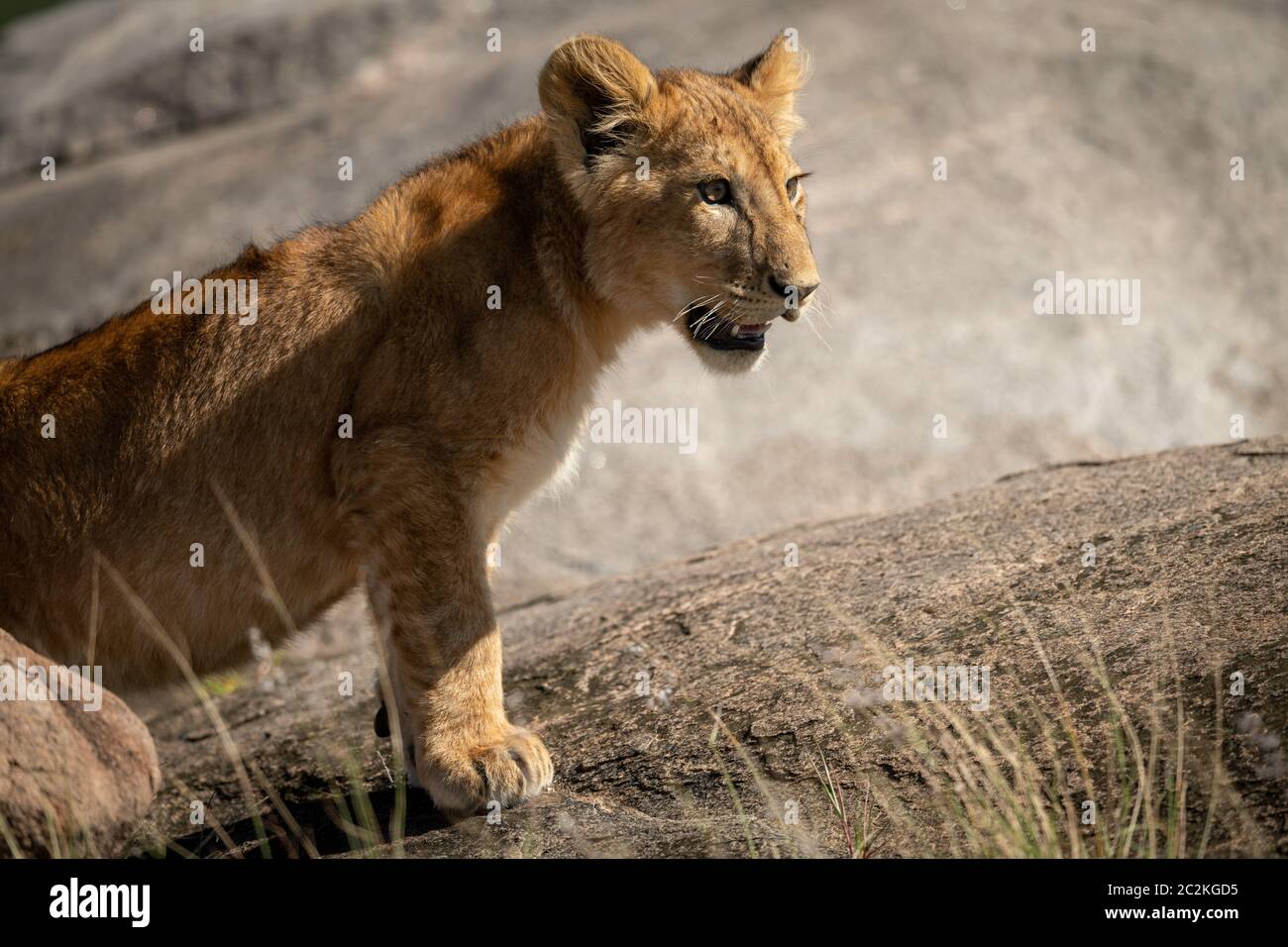 Lion standing on rock hi-res stock photography and images - Alamy