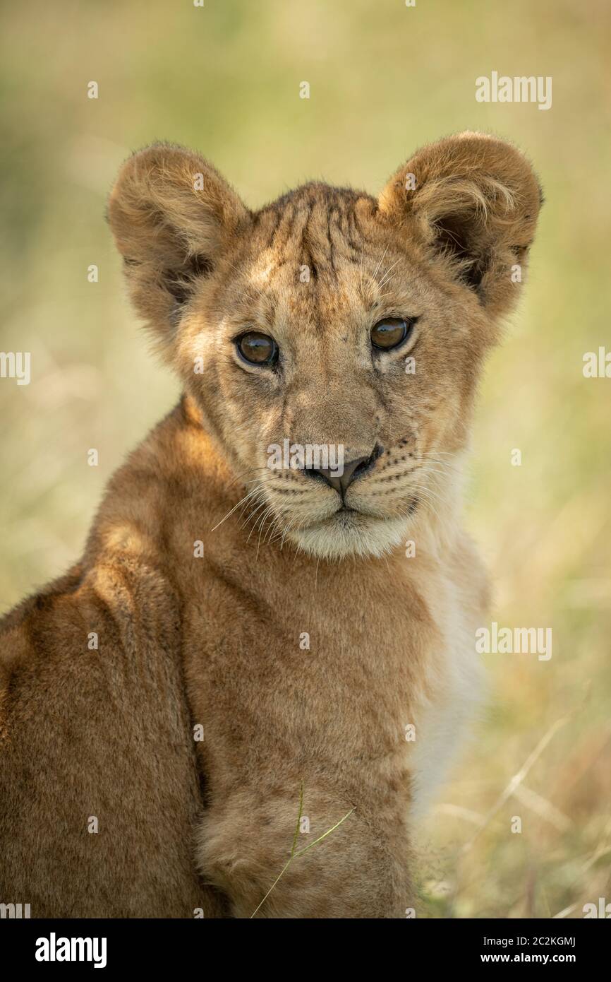 Close-up of lioness sitting in tall grass Stock Photo